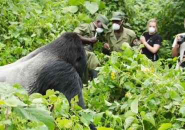 How to Obtain Gorilla Trekking Permits for Self-Drive Safaris in Uganda