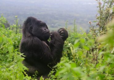 How to Obtain Gorilla Trekking Permits for Self-Drive Safaris in Uganda