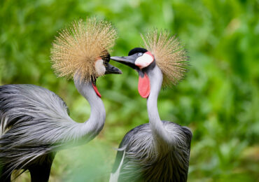 The Enchanting Wildlife Encounters on Self-Drive Safaris in Uganda