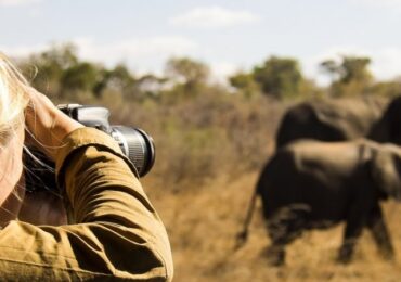 The Thrill of Wildlife Spotting on Self-Drive Safaris in Uganda.